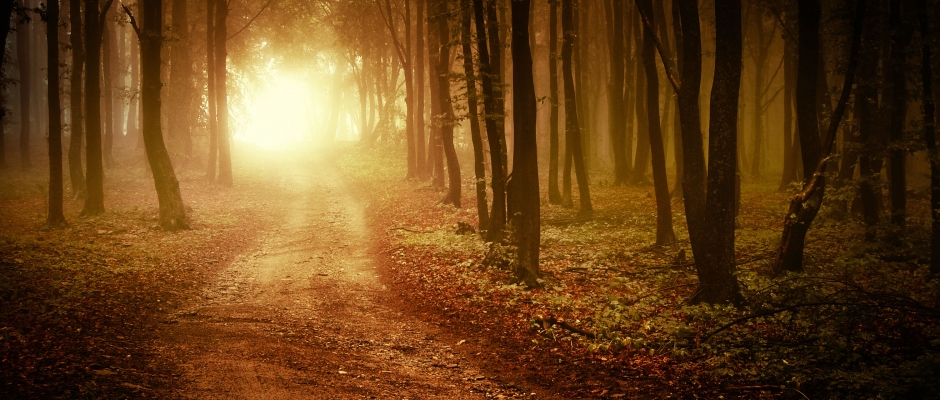 Sunrise in an autumn forest